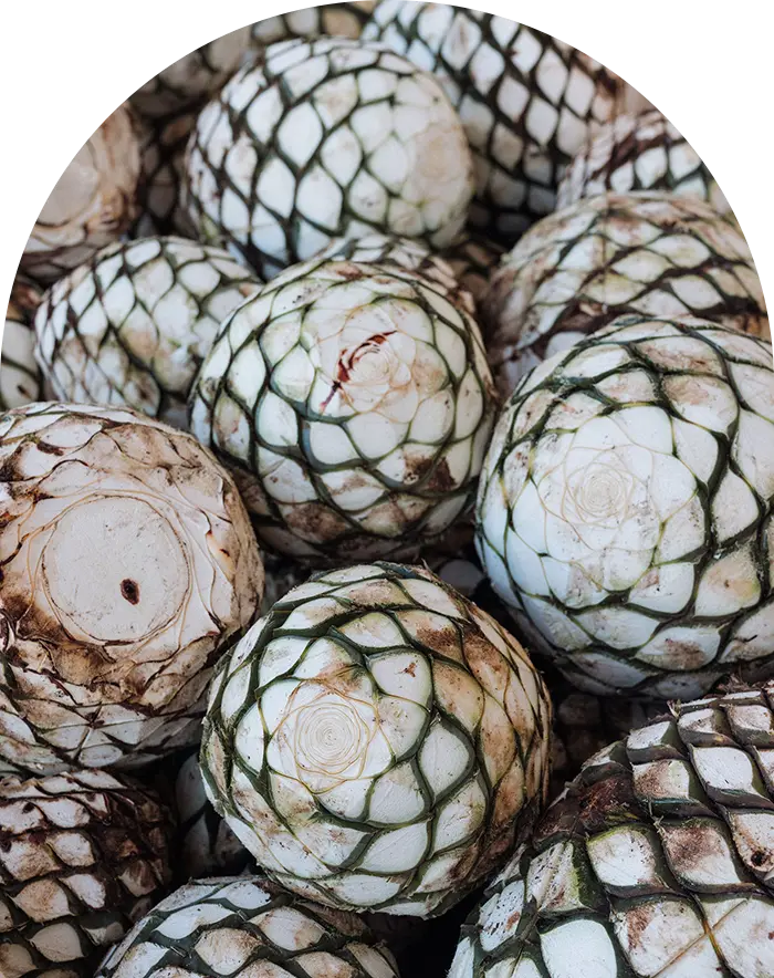 Agave Selection